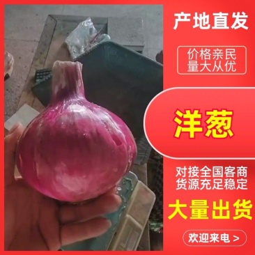 通许洋葱，紫皮早熟洋葱，二红洋葱，产地直发