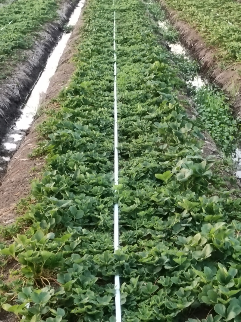 常年供应草莓苗，各种精品苗，可视频看苗，售后有保障