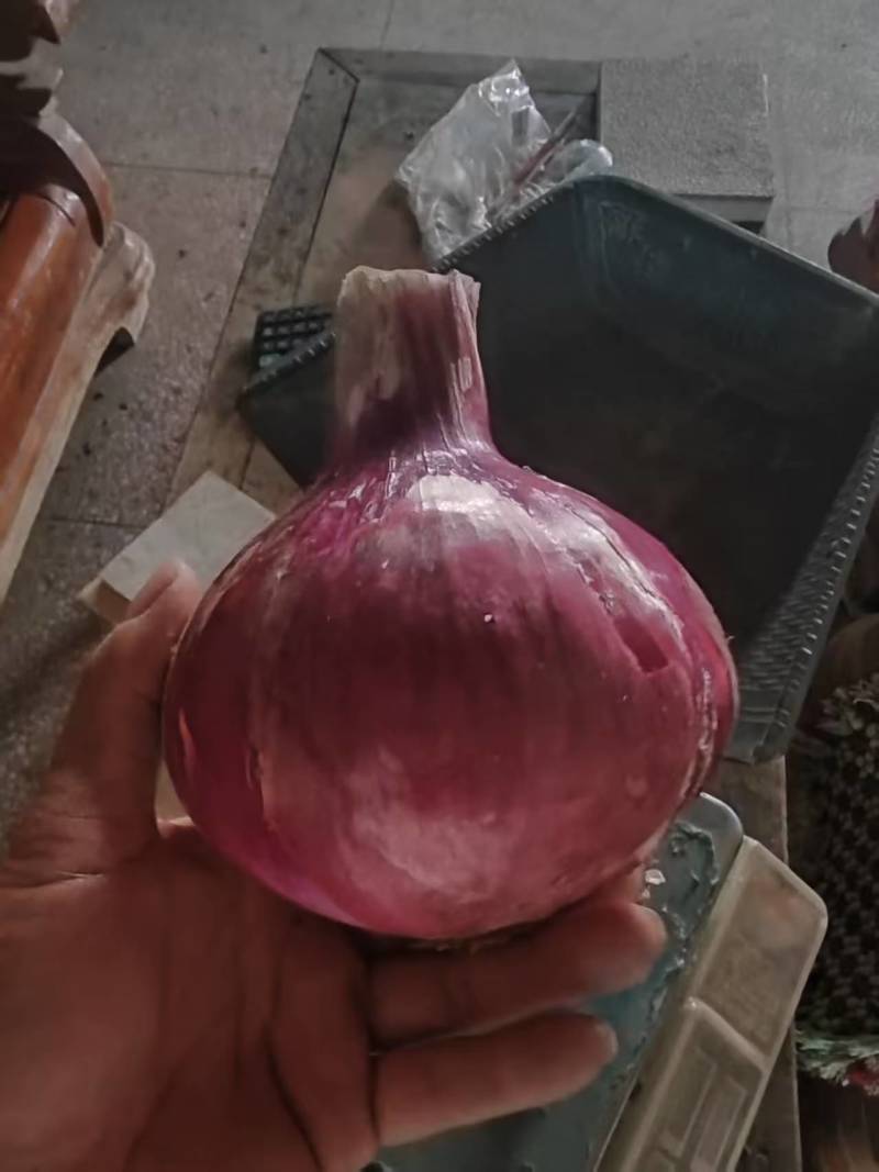 通许洋葱，紫皮早熟洋葱，二红洋葱，产地直发