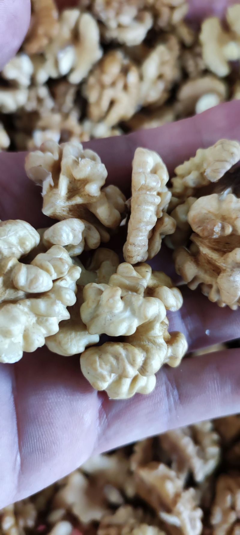 青核桃产地直销，大量现货