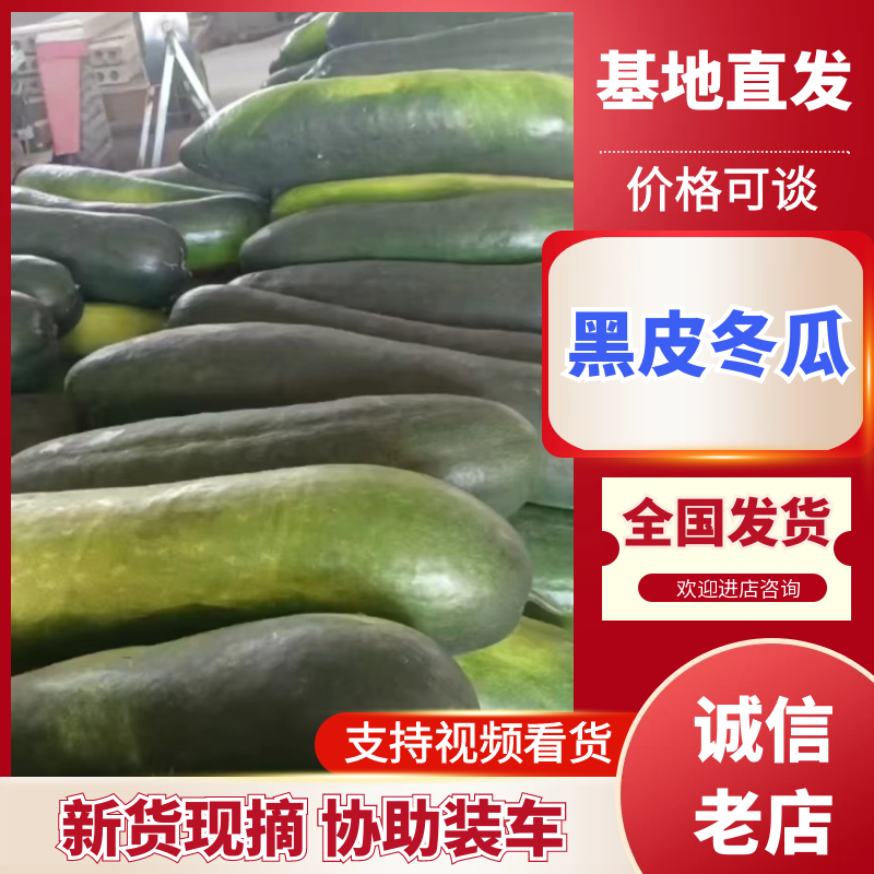 黑皮冬瓜漯河产地一手货源量大价优全国发货欢迎前来洽谈合作。