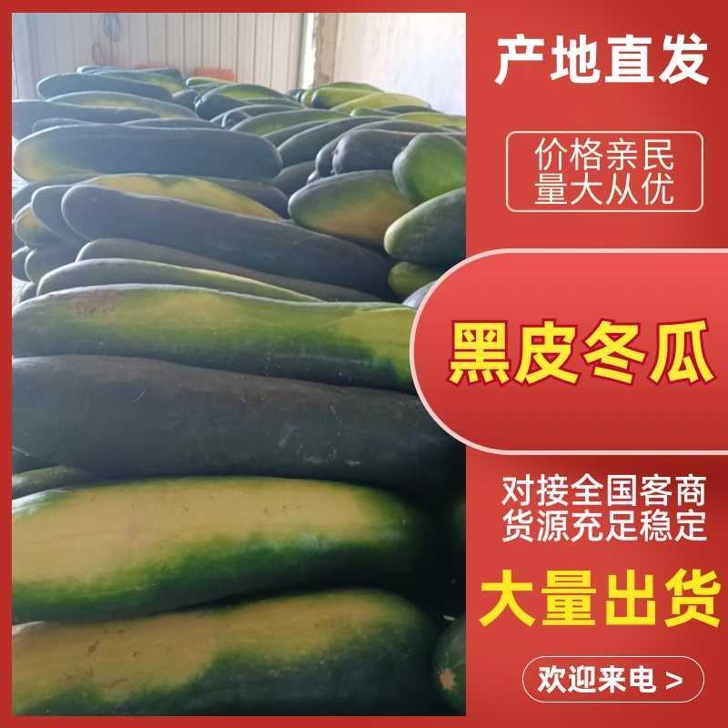 黑皮冬瓜漯河产地一手货源量大价优全国发货欢迎前来洽谈合作。