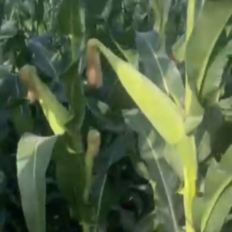 大量糯玉米出售