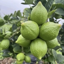 精品一级柠檬，广东香水柠檬，无籽柠檬，产地直发商超可合作