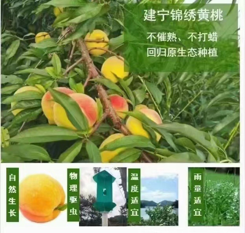 正宗建宁双溪锦绣黄桃现摘现发假一赔十一件代发