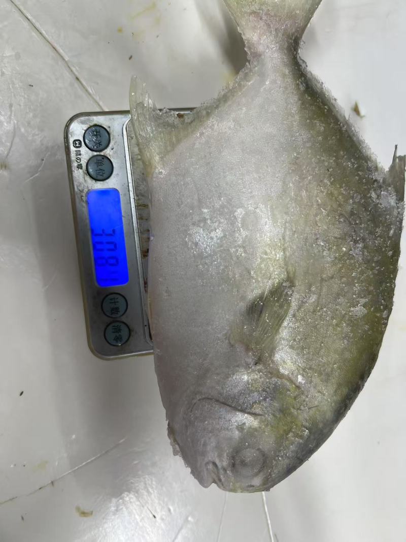 金昌鱼。