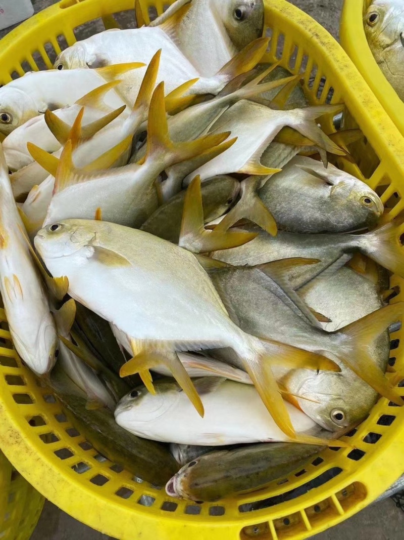 金昌鱼。
