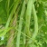 芸豆，白不老，架豆王