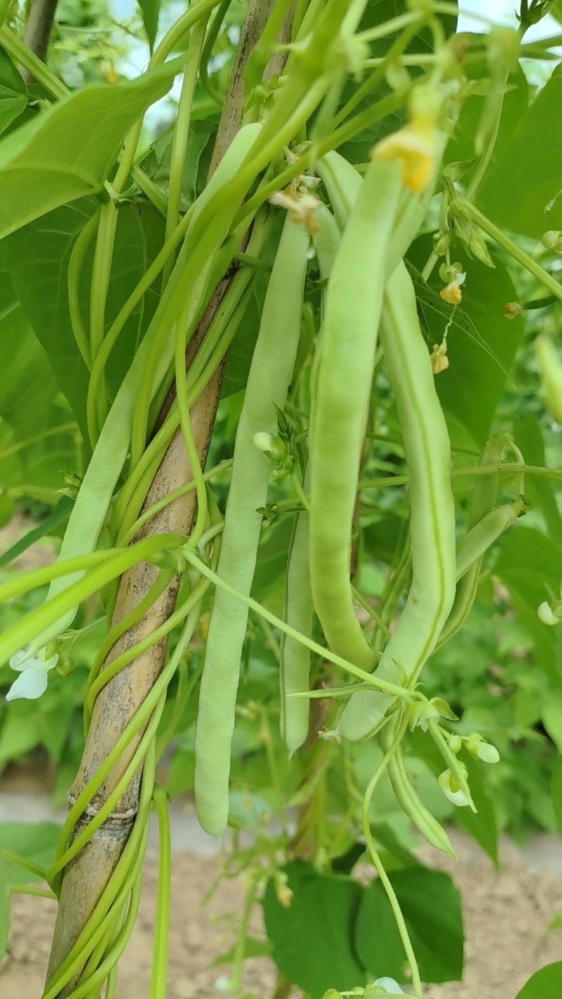 芸豆，白不老，架豆王