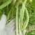 芸豆，白不老，架豆王
