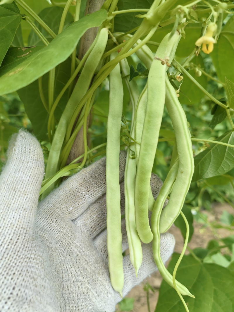 芸豆，白不老，架豆王