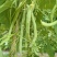 芸豆，白不老，架豆王