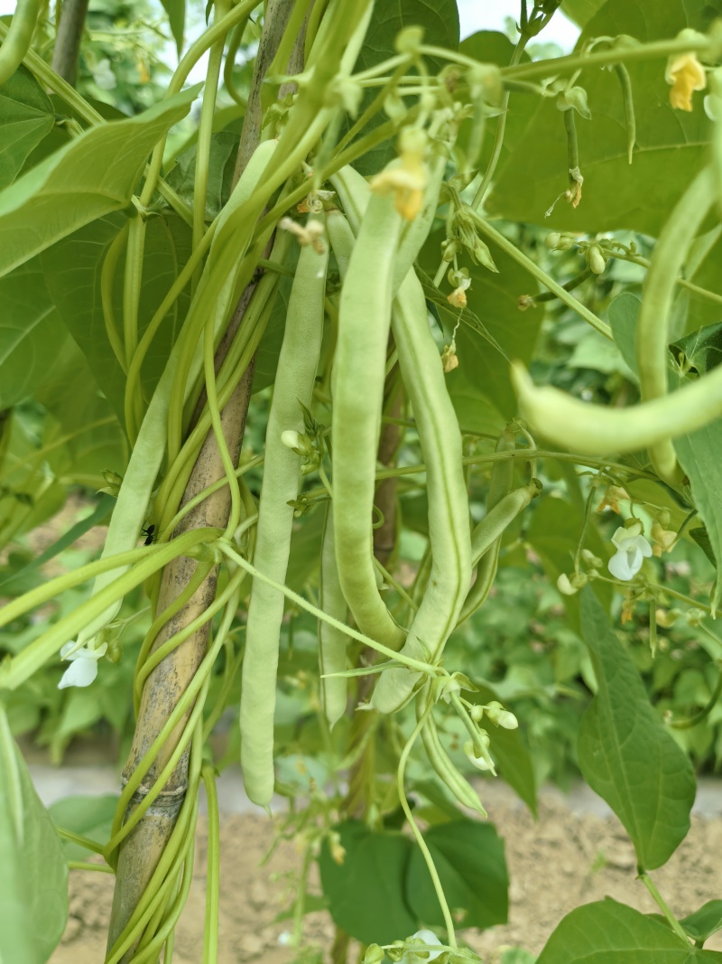 芸豆，白不老，架豆王