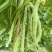 芸豆，白不老，架豆王