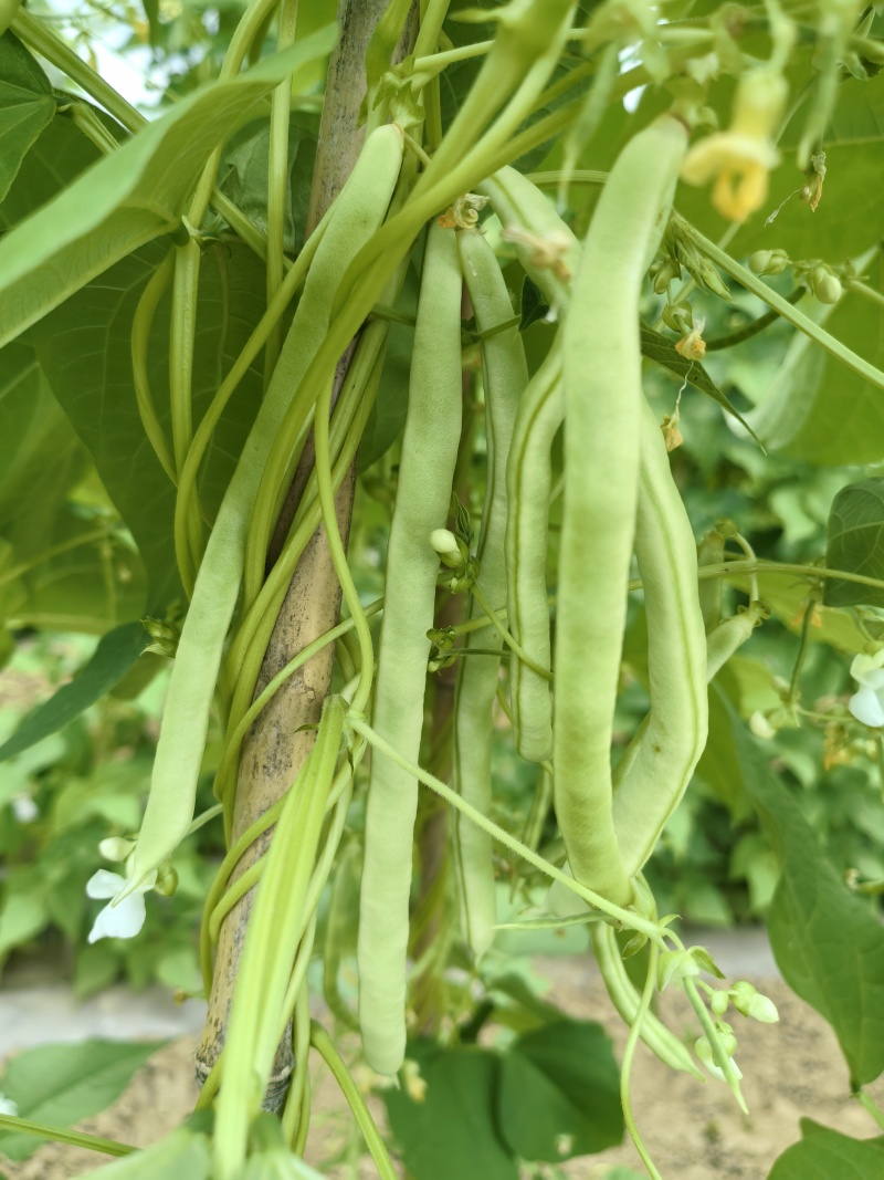 芸豆，白不老，架豆王