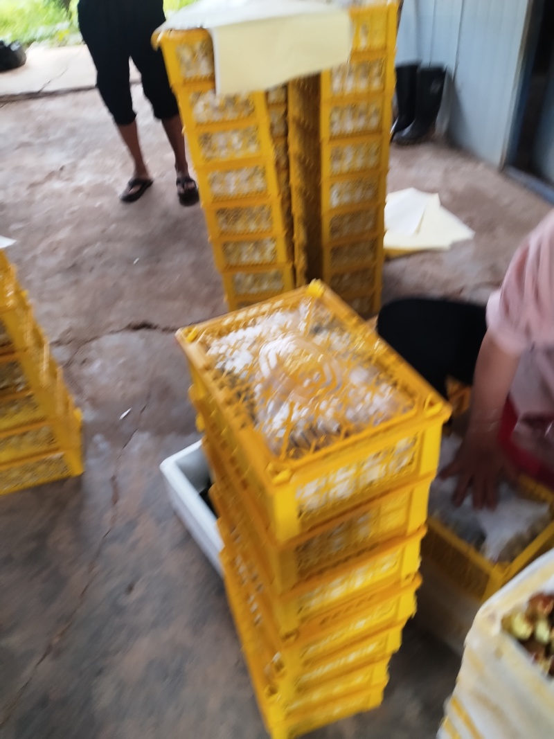 本地冬枣光照充足，口感甜脆，货发全国。