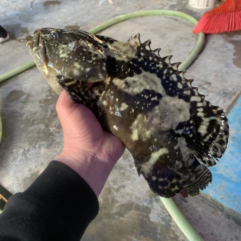 珍珠龙胆石斑鱼1-5，珍珠龙胆石斑鱼1-5，珍珠龙胆活鱼