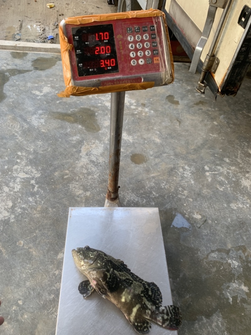 珍珠龙胆石斑鱼1-5，珍珠龙胆石斑鱼1-5，珍珠龙胆活鱼