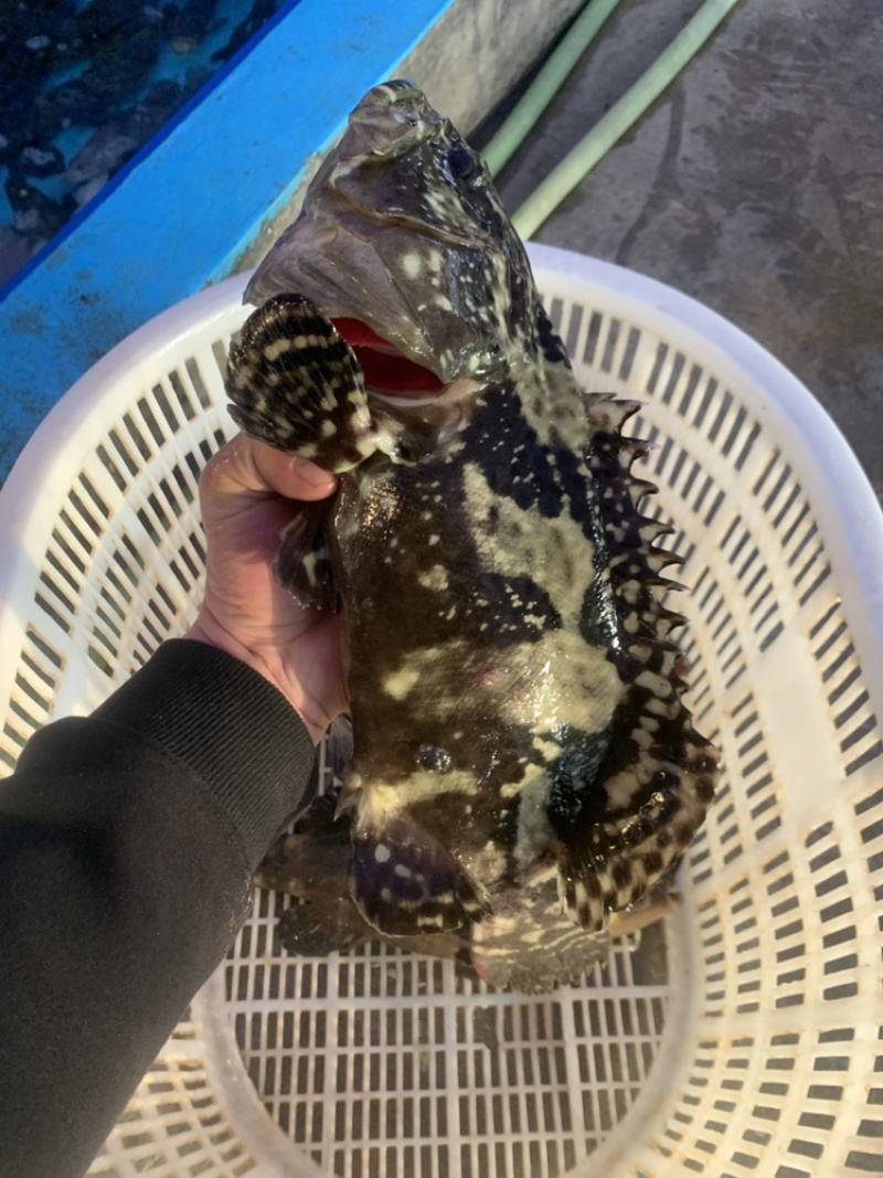 珍珠龙胆石斑鱼1-5，珍珠龙胆石斑鱼1-5，珍珠龙胆活鱼