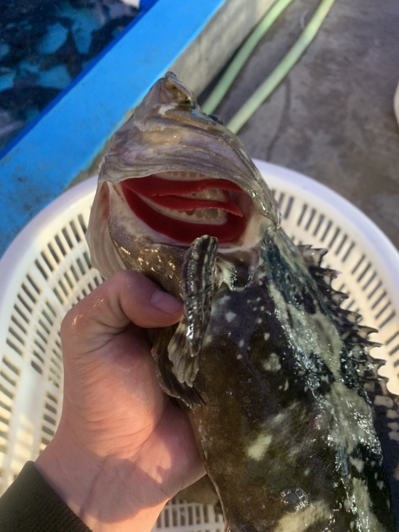 珍珠龙胆石斑鱼1-5，珍珠龙胆石斑鱼1-5，珍珠龙胆活鱼