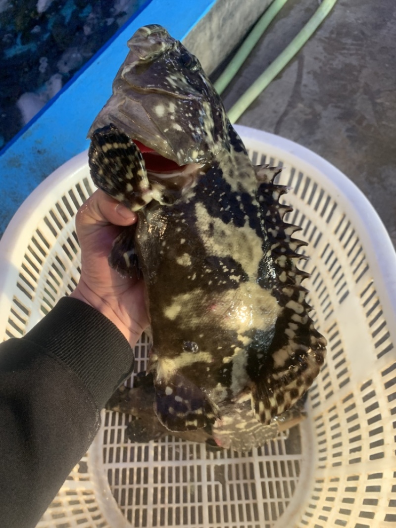 珍珠龙胆石斑鱼1-5，珍珠龙胆石斑鱼1-5，珍珠龙胆活鱼