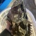 珍珠龙胆石斑鱼1-5，珍珠龙胆石斑鱼1-5，珍珠龙胆活鱼