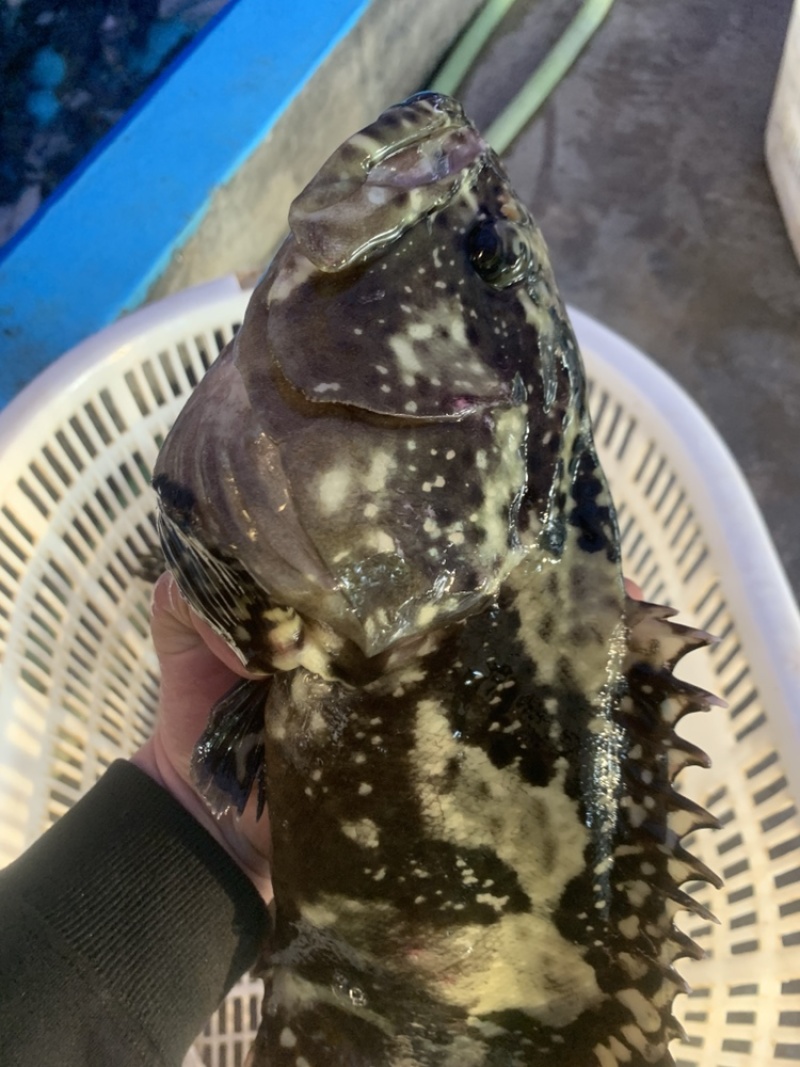 珍珠龙胆石斑鱼1-5，珍珠龙胆石斑鱼1-5，珍珠龙胆活鱼