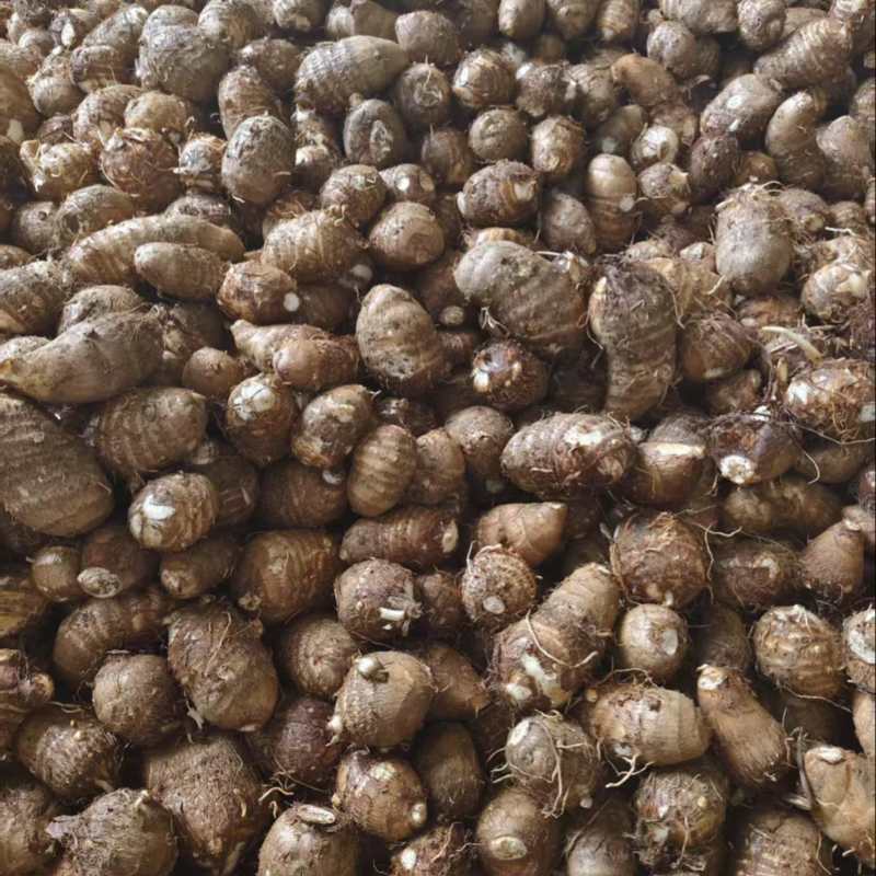 云南毛芋头大量上市，一件代发市场供应