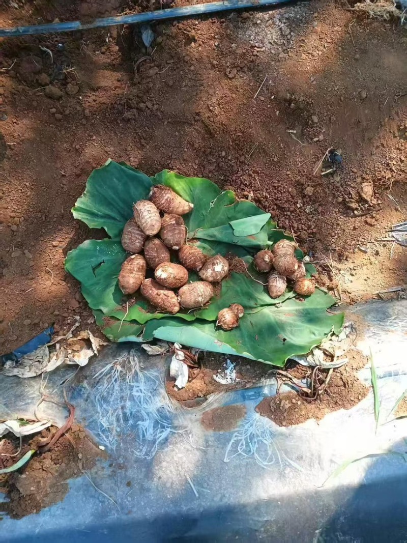 云南毛芋头大量上市，一件代发市场供应