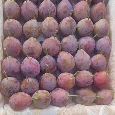 新疆法兰西西梅