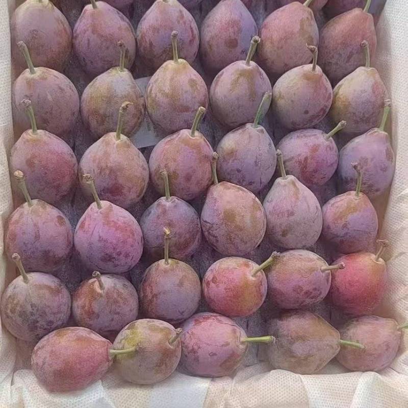 新疆法兰西西梅