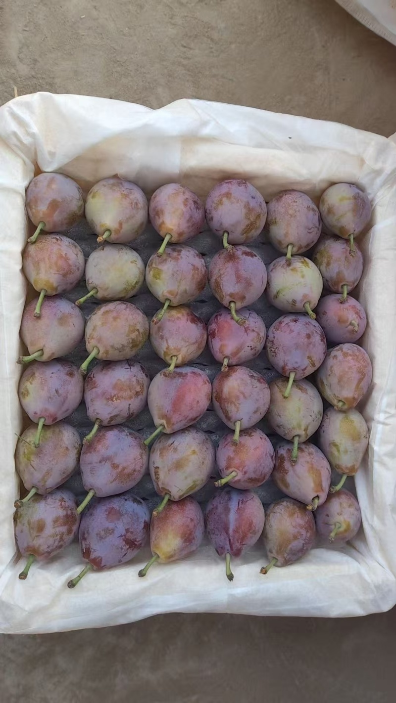新疆法兰西西梅