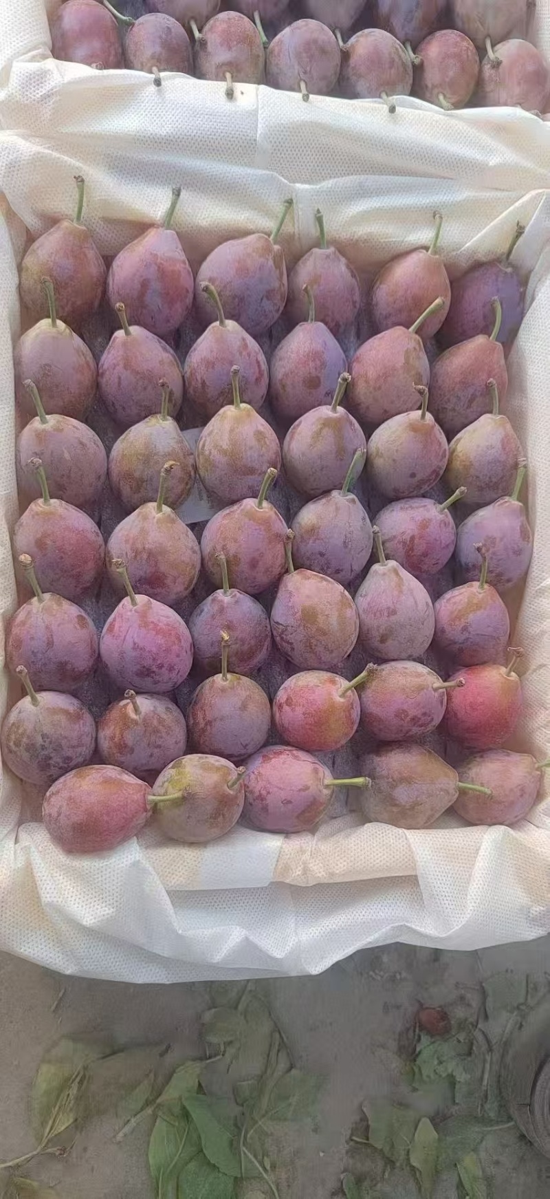 新疆法兰西西梅