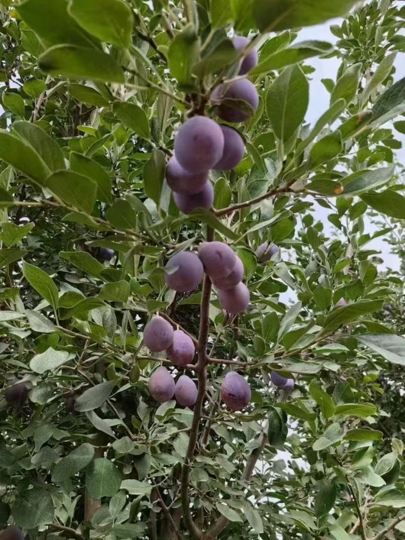 新疆法兰西西梅