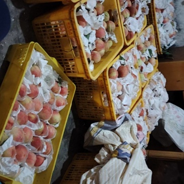 晚福景桃，套过双层袋