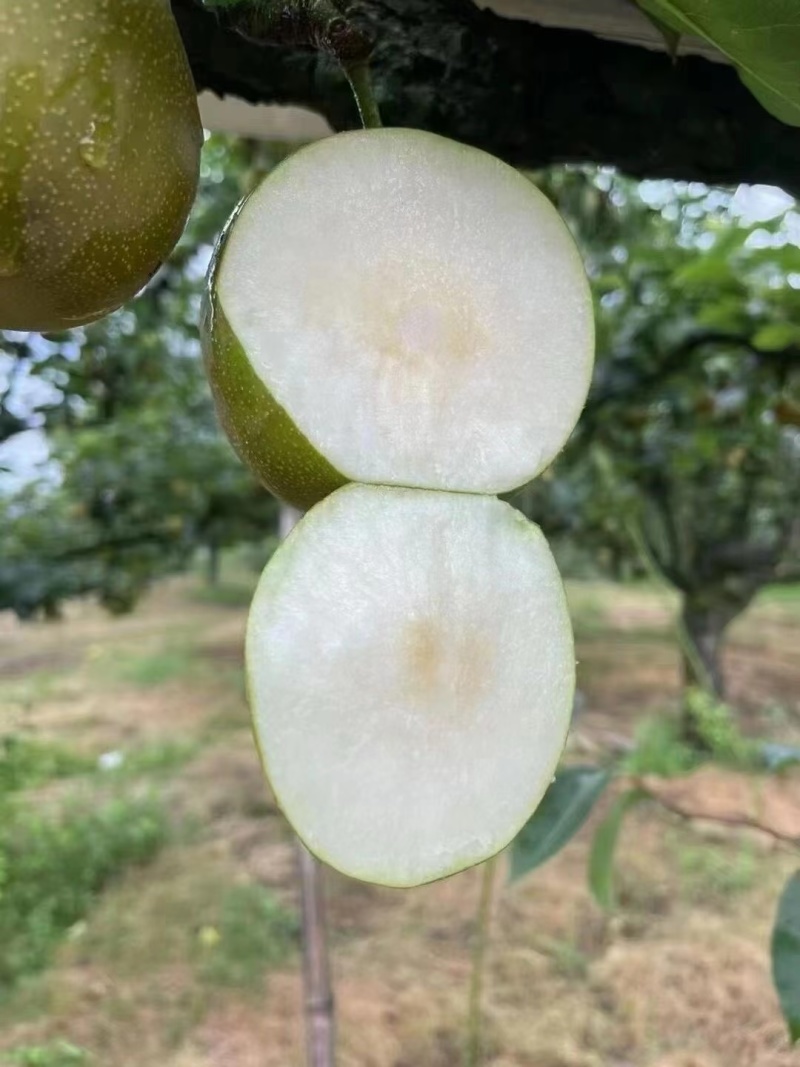 酥脆，翠玉，翠冠梨，圆黄产地一手货源