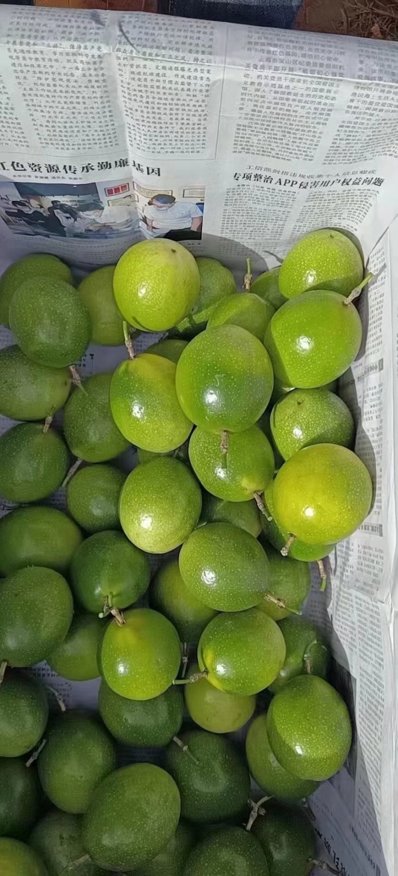 钦蜜9号黄金百香果，电商果，市场果量大从优。