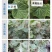 先正达美甜苯甲氟酰叶斑病白粉病正品农药进口霉病疮痂杀菌剂