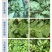 先正达美甜苯甲氟酰叶斑病白粉病正品农药进口霉病疮痂杀菌剂
