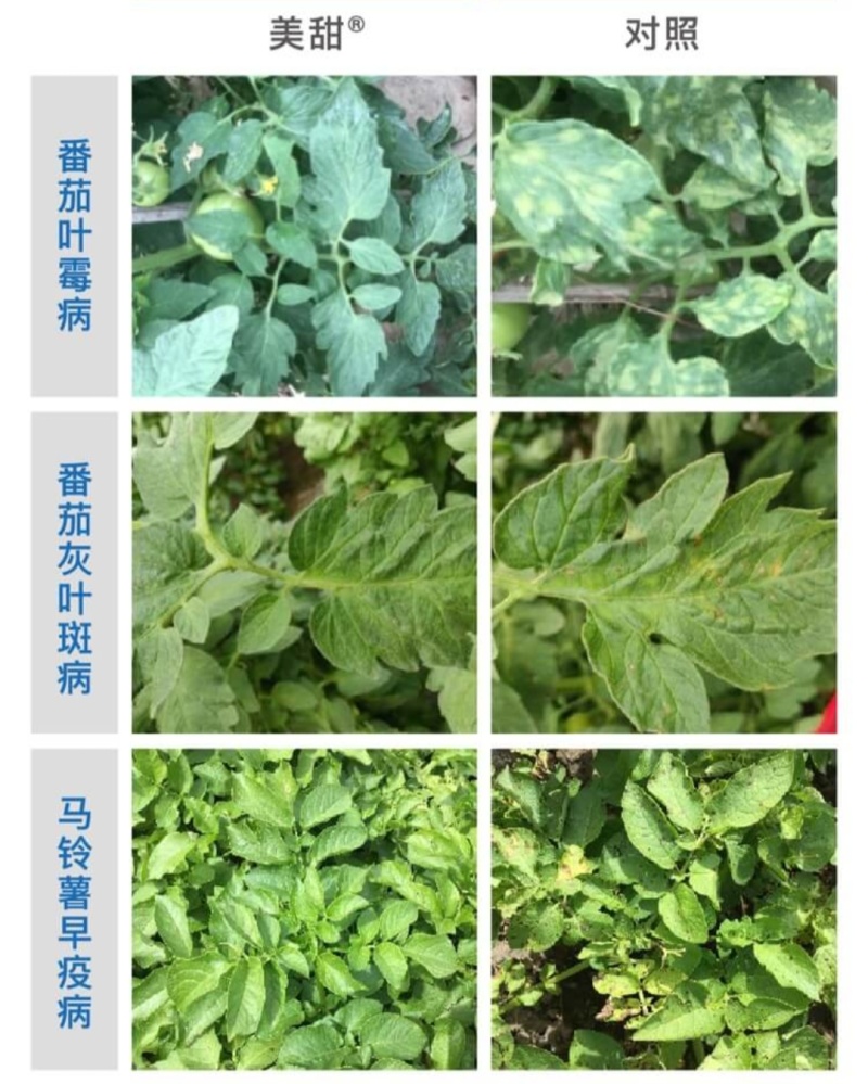 先正达美甜苯甲氟酰叶斑病白粉病正品农药进口霉病疮痂杀菌剂
