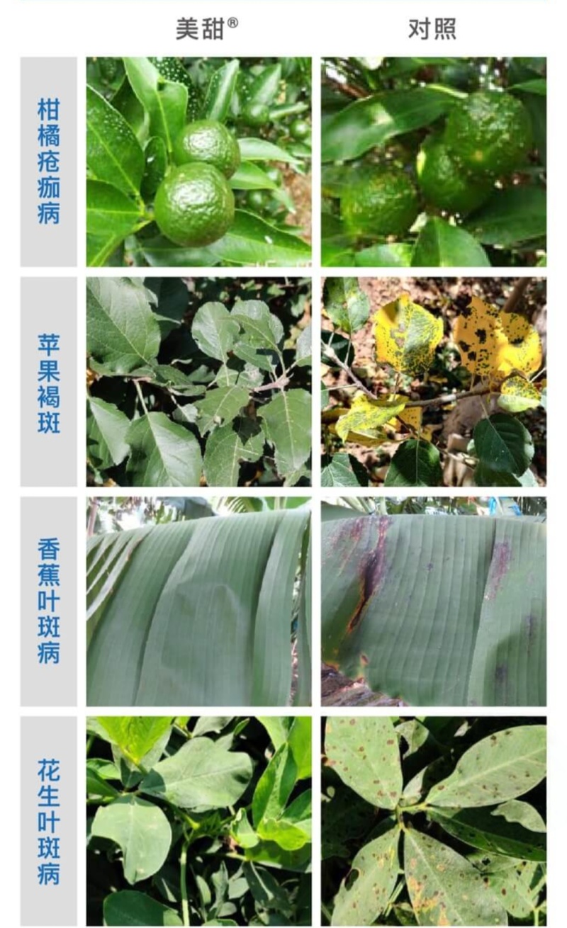先正达美甜苯甲氟酰叶斑病白粉病正品农药进口霉病疮痂杀菌剂