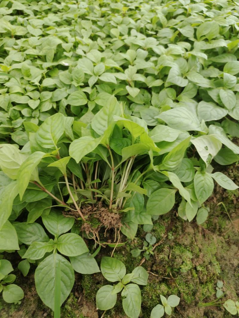 钩藤苗小苗钩藤苗芽苗大叶金钩藤苗高产双钩藤苗