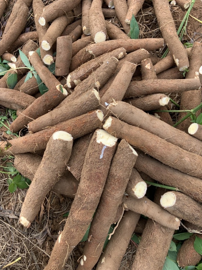 黄肉木薯供应黄心木薯木薯真空包装供应各大平台