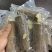 黄肉木薯供应黄心木薯木薯真空包装供应各大平台