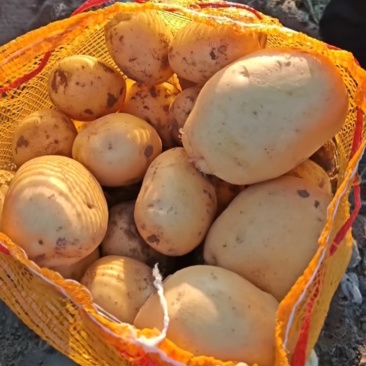 内蒙土豆尤金885。实验1️⃣沃土土豆产地直发