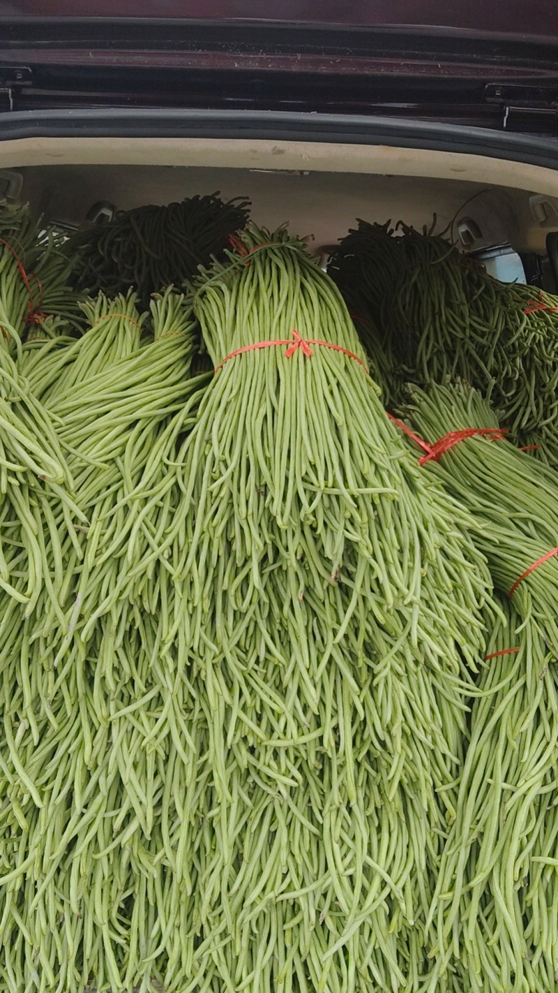 绿翡翠长豆角长豆角，产地大量种植直供，一手货源