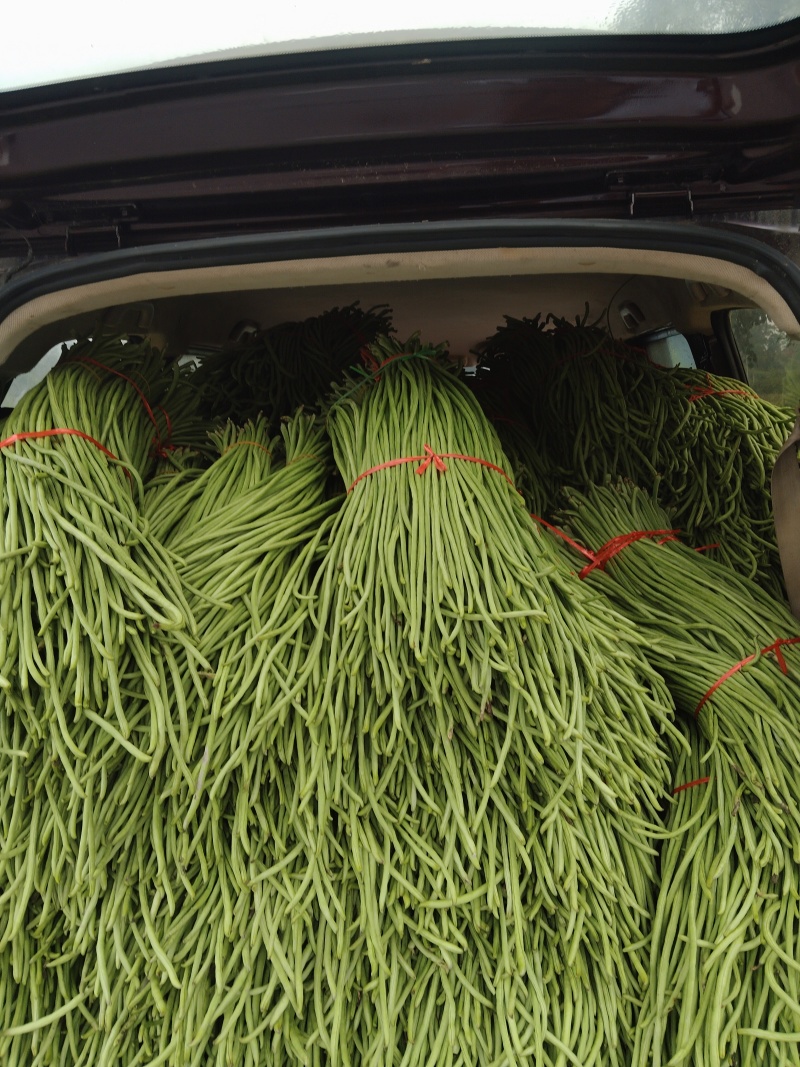 绿翡翠长豆角长豆角，产地大量种植直供，一手货源