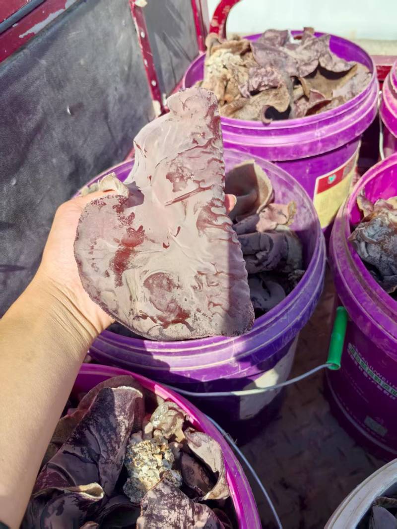沙漠大棚毛木耳