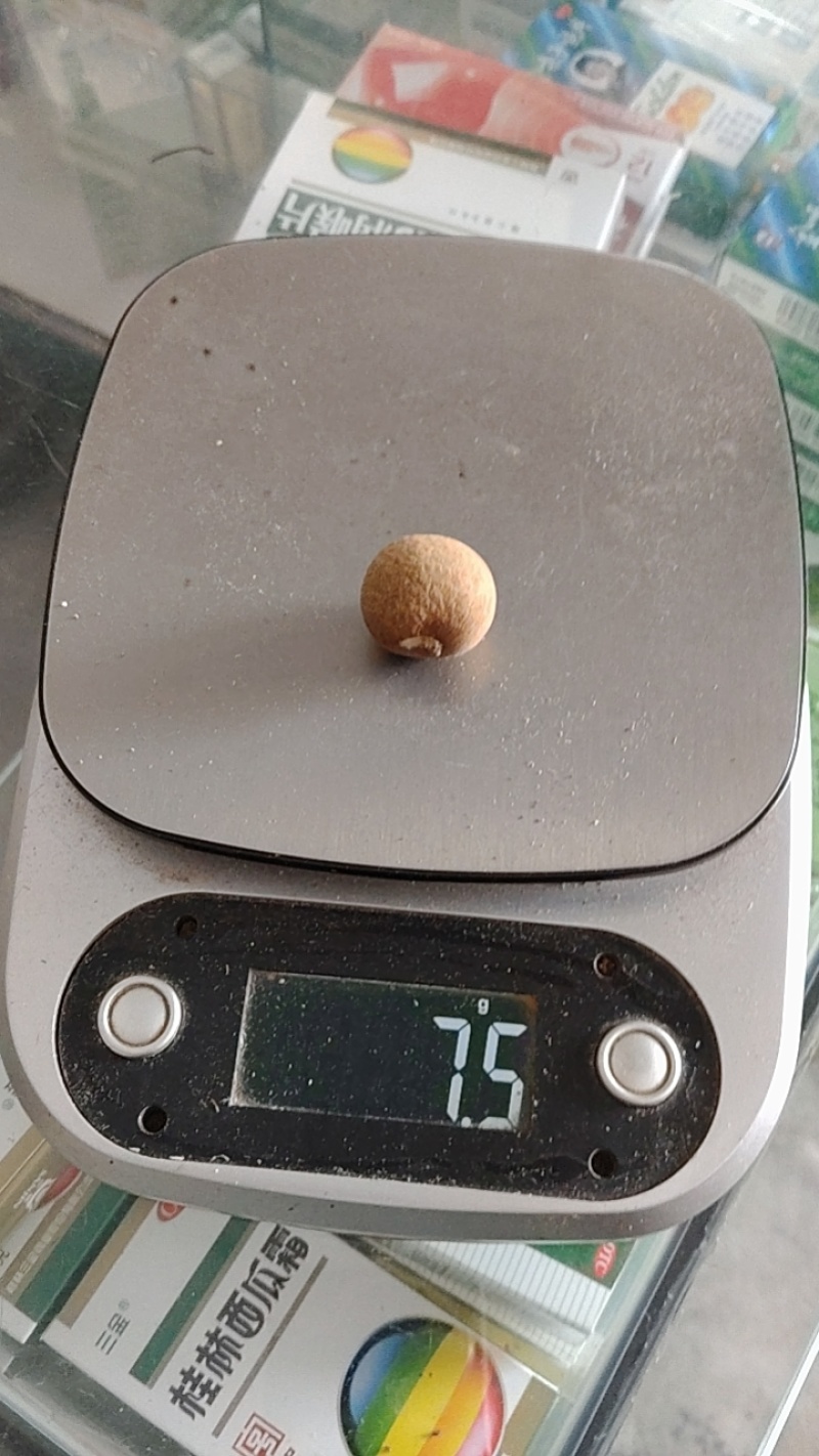 陆丰龙眼