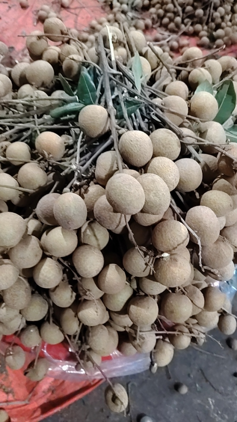 陆丰龙眼